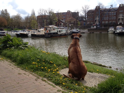 Bild "henk_im_hafen_zutphen_01.jpg"